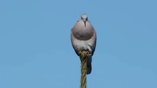 Turtle Dove [upl. by Tammie533]