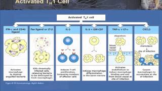 T Cell Effector Function Part 1  TH 1 and 2 in Granulomatous Infection Autoimmunity and Allergy [upl. by Oralia647]