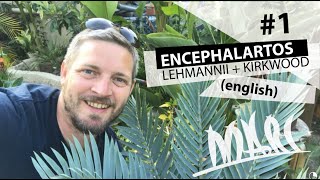 Encephalartos lehmannii english [upl. by Inglis306]