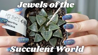 Haworthia Collection Video  8 Haworthia Hybrids  Window Haworthia Care Tips [upl. by Eelyab]