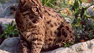 FISHING CAT Species Spotlight  Big Cat TV [upl. by Mauer244]