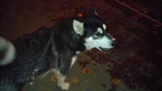 Alaskan Malamute howling to the ambulance and then the police car [upl. by Valdas]