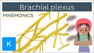 Brachial plexus mnemonics  Human Anatomy  Kenhub [upl. by Blakeley925]