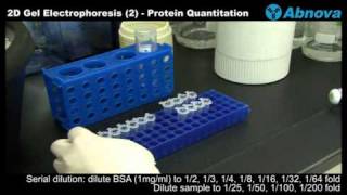 2D Gel Electrophoresis 2 Protein Quantitation [upl. by Irap410]