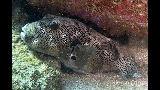 Starry Puffer  Arothron stellatus [upl. by Ahsenhoj738]