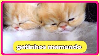 Gatinhos mamando Gatos filhotes mamando Hora do lanche 😻 Gatil Hauser [upl. by Salmon523]