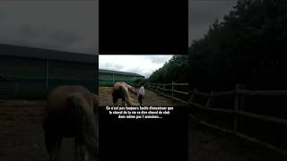 Cest pas facile equitation horse cheval equestrian viralshorts [upl. by Onirefes236]