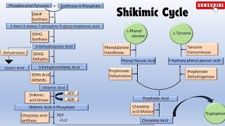 One shot revision of Shikimic Acid Pathway [upl. by Ahtelra]