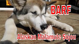 Alaskan Malamute Puppy Eating Salmon Head [upl. by Llerad]