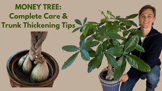 Money Tree How to Grow Trunk Thickening Techniques amp Braiding Tips Pachira aquatica P glabra [upl. by Anuahsar795]