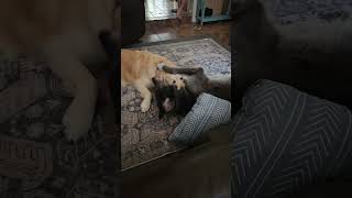 Old Dogs Playing bestfriends bluebayshepherd goldenretriever elvispresley hounddog music [upl. by Vickey]