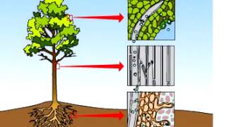 Transpiration Part 1  A Level Biology [upl. by Donny]