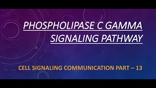 PHOSPHOLIPASE C GAMMA SIGNALING PATHWAY  PART 13 [upl. by Anires384]