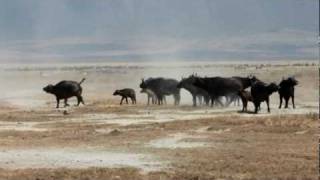 Lions vs Buffalo at the Ngorongoro Crater [upl. by Finah520]