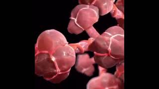 The alveoli of the lungs 3D animation [upl. by Nyraf]