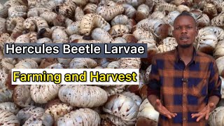 Hercules beetle larvae farming and harvest [upl. by Okkin]