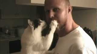 Katten  De 25 meest hilarische home videos [upl. by Odie]