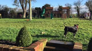 Boxer dog and Staffordshire Bull Terrier barking [upl. by Drais]