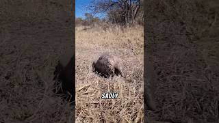 Pangolin are Unique pangolin wildlife animals facts nature [upl. by Standford964]