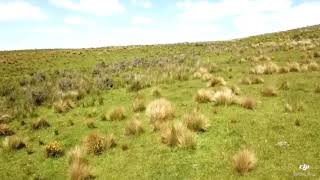 Drone Hunting NZ 10 Fallow in the matagouri [upl. by Fevre652]