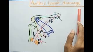 Axillary Lymph Nodes  Anatomy [upl. by Aihsenor]