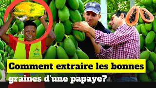 Comment extraire les bonnes graines de papayes [upl. by Yrahca944]