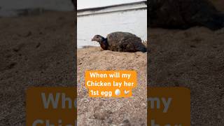 Chicken egg laying journey shorts youtubeshorts fyp [upl. by Nagn895]