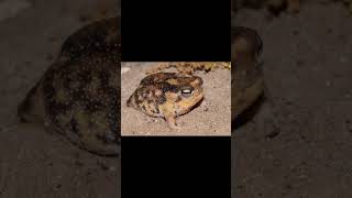 RingNecked Spitting Cobra and Namaqua Rain Frog [upl. by Airtened]