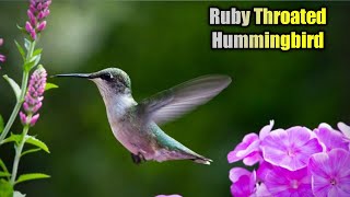 RubyThroated Hummingbird CallSound Ultra HD [upl. by Nnaira]