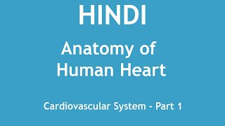 Anatomy of human heart Cardiovascular System Part 1 HINDI  Dr Shikha Parmar [upl. by Lezlie753]