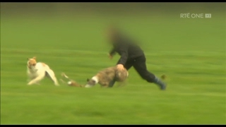 Shocking coursing cruelty exposed on RTEs Claire Byrne Live [upl. by Thorr]