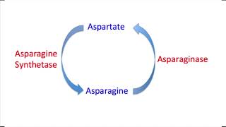 Asparaginase Mechanism Question and Explanation [upl. by Littlejohn539]