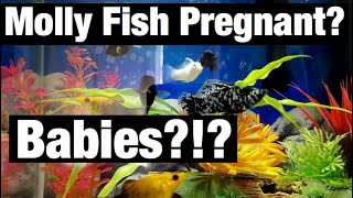 Pregnant Molly Fish Breeding Babies Eggs [upl. by Nnylekoorb]