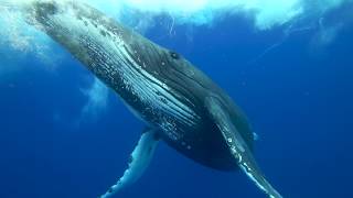 Humpback whales of the South West Pacific in 4K [upl. by Tenrag]