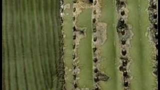 Saguaro Cactus [upl. by Noicpecnoc]