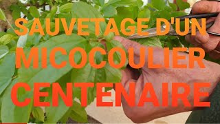 SAUVETAGE DUN MICOCOULIER DE CHINE CENTENAIRE [upl. by Adnaral]