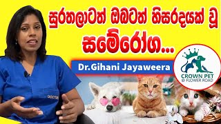 සුරතලාටත් ඔබටත් හිසරදයක් වූ සමේ රෝගDr Gihani Jayaweera [upl. by Nirel]