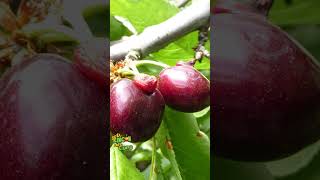 FRUTA MUTANTE  Manzana Doble fruit frutas videoshort frutales manzana viral apple mutant [upl. by Epps]