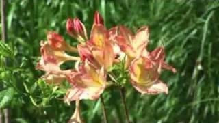 How to Grow Deciduous Azaleas [upl. by Stauffer]