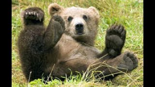 Liten Björn  Kleiner Braunbär in Härjedalen  Schweden [upl. by Nylde156]