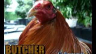 Historia de los gallos butcher [upl. by Galen]