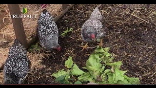 Prendre soin de ses poules pendant les vacances  Truffaut [upl. by Ecirtaed]