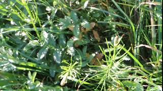 Equisetum palustre 200820 [upl. by Llebana134]