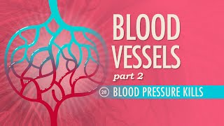 Blood Vessels Part 2 Crash Course Anatomy amp Physiology 28 [upl. by Beghtol]