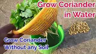 Grow Coriander Without Soil  Coriander only in water with Update  Coriander planting at home [upl. by Lorna]