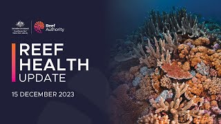 Reef health update  15 December 2023 [upl. by Leval]