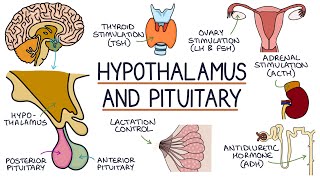 Understanding the Hypothalamus and Pituitary [upl. by Gusta937]