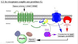 partie III  signalisation cellulairesignal de transduction mbaire [upl. by Anined]