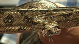 Myth Busted How Boa Constrictors Really Kill Their Prey [upl. by Albemarle375]