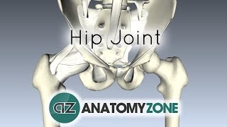 Hip Joint  3D Anatomy Tutorial [upl. by Guildroy]